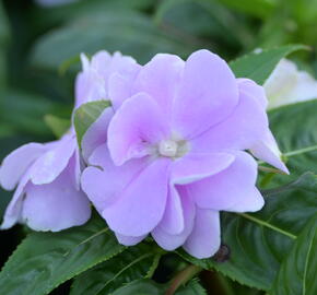 Netýkavka 'Wild Romance Lavender' - Impatiens Neu Guinea 'Wild Romance Lavender'