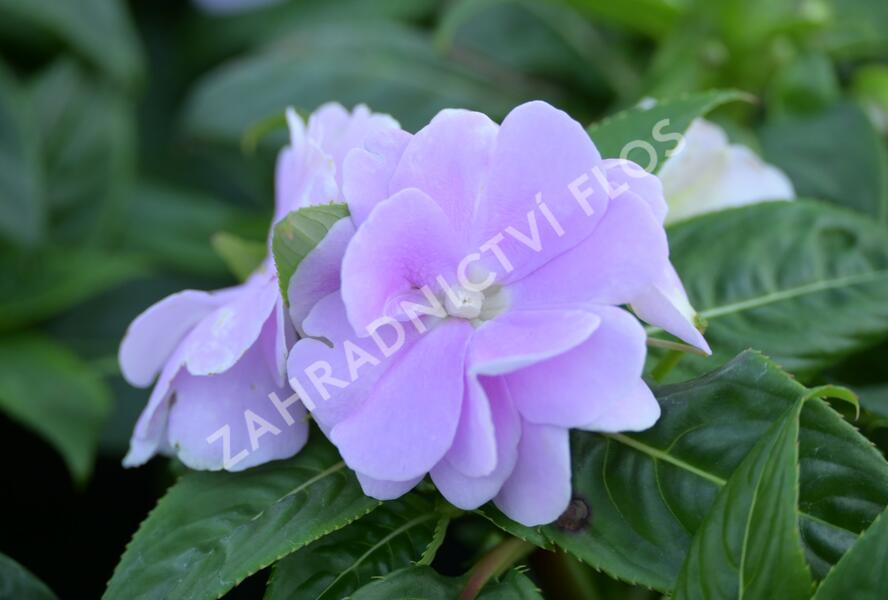Netýkavka, balzamína 'Wild Romance Lavender' - Impatiens Neu Guinea 'Wild Romance Lavender'