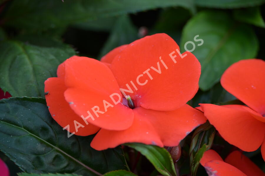 Netýkavka 'Magnum Fire' - Impatiens Neu Guinea 'Magnum Fire'