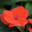 Netýkavka 'Magnum Fire' - Impatiens Neu-Guinea 'Magnum Fire'