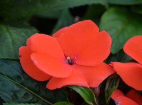 Netýkavka, balzamína 'Magnum Fire' - Impatiens Neu Guinea 'Magnum Fire'