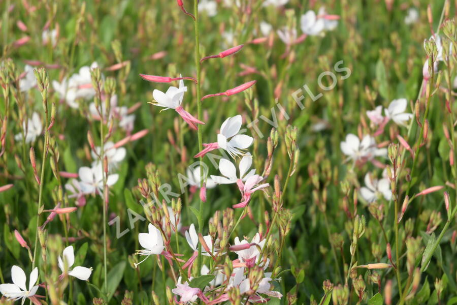 Svíčkovec 'Flamingo White' - Gaura lindheimeri 'Flamingo White'