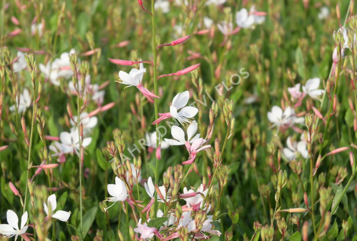 Svíčkovec 'Flamingo White' - Gaura lindheimeri 'Flamingo White'