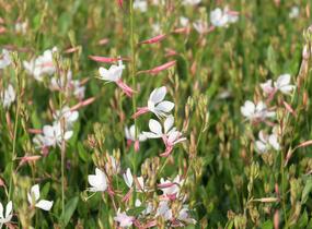 Svíčkovec 'Flamingo White' - Gaura lindheimeri 'Flamingo White'
