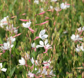 Svíčkovec 'Flamingo White' - Gaura lindheimeri 'Flamingo White'