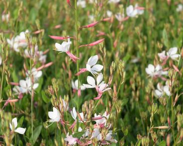 Svíčkovec 'Flamingo White'