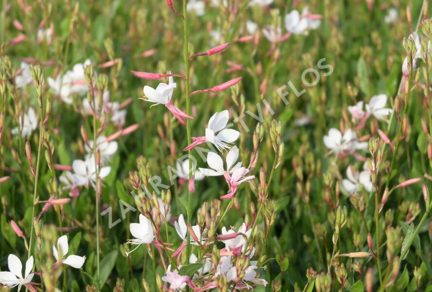 Svíčkovec 'Flamingo White' - Gaura lindheimeri 'Flamingo White'