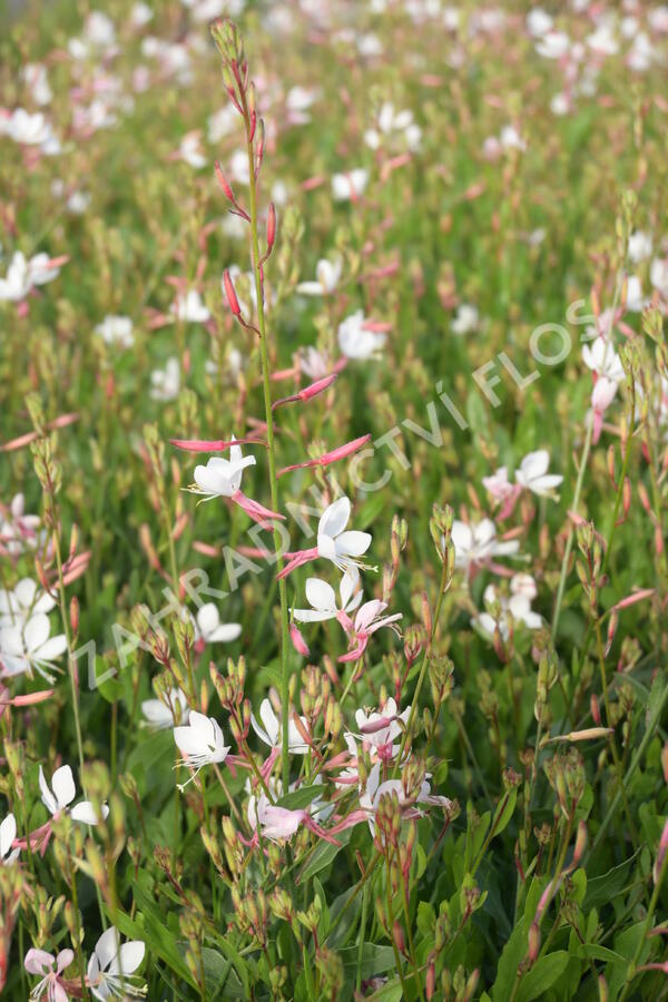 Svíčkovec 'Flamingo White' - Gaura lindheimeri 'Flamingo White'