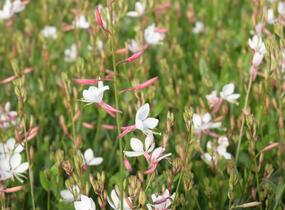 Svíčkovec 'Flamingo White' - Gaura lindheimeri 'Flamingo White'