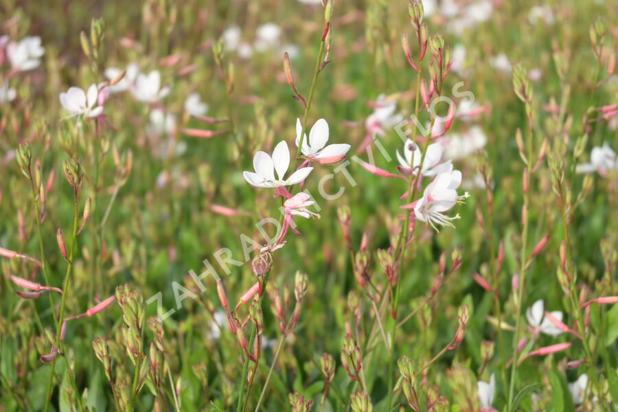 Svíčkovec 'Flamingo White' - Gaura lindheimeri 'Flamingo White'