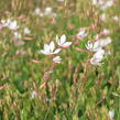 Svíčkovec 'Flamingo White' - Gaura lindheimeri 'Flamingo White'