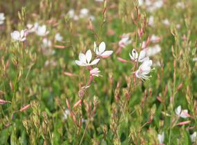 Svíčkovec 'Flamingo White' - Gaura lindheimeri 'Flamingo White'