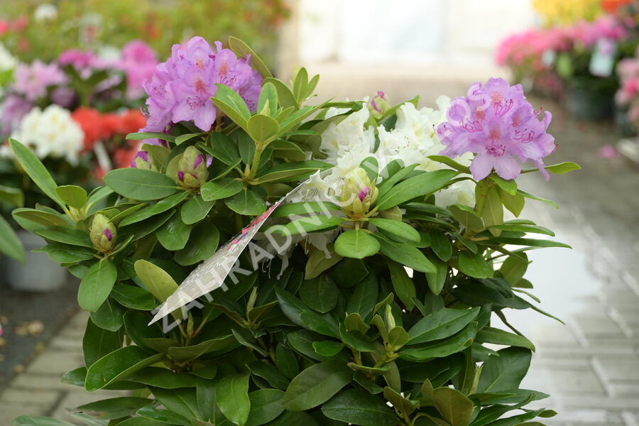 Pěnišník 'Three Sisters' - Rhododendron 'Three Sisters'
