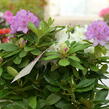 Pěnišník 'Three Sisters' - Rhododendron 'Three Sisters'