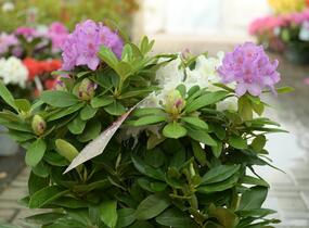 Pěnišník 'Three Sisters' - Rhododendron 'Three Sisters'