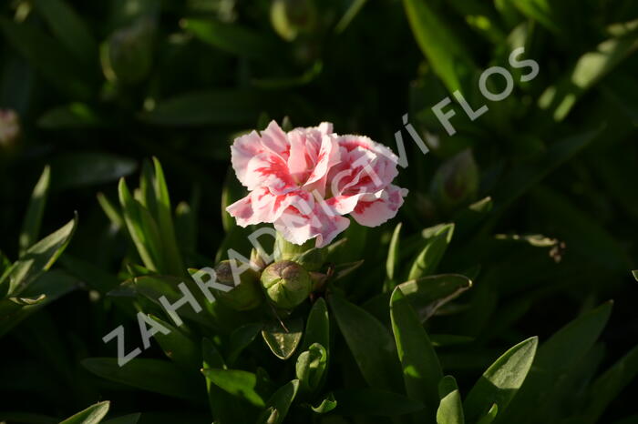 Hvozdík karafiát 'Oscar® White and Red' - Dianthus caryophyllus 'Oscar® White and Red'