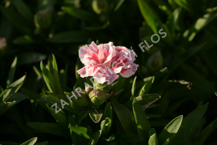 Hvozdík karafiát 'Oscar® White and Red' - Dianthus caryophyllus 'Oscar® White and Red'