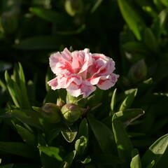 Hvozdík karafiát 'Oscar® White and Red' - Dianthus caryophyllus 'Oscar® White and Red'