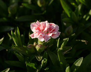 Hvozdík karafiát 'Oscar White and Red'