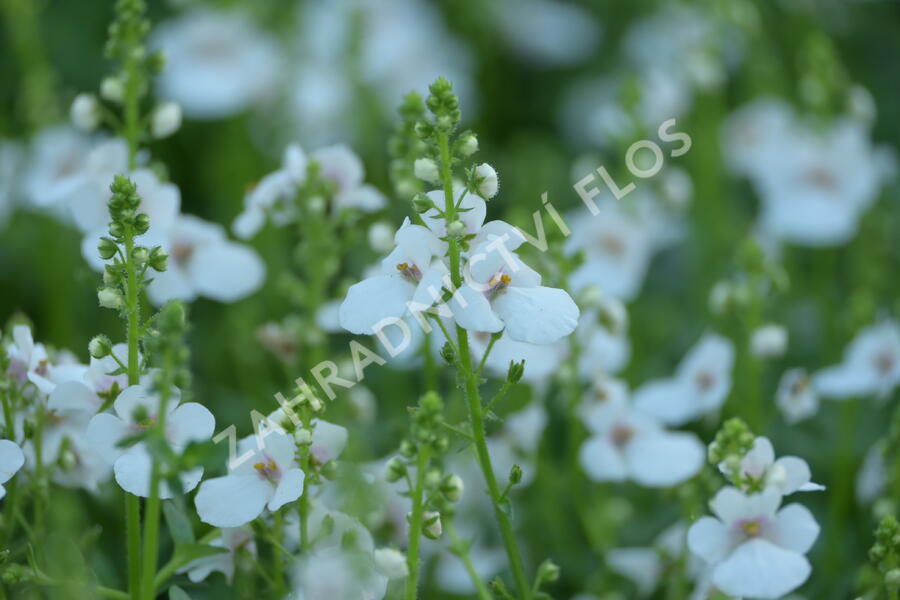 Ostruhatka 'My Darling Appleblossom' - Diascia elegans 'My Darling Appleblossom'