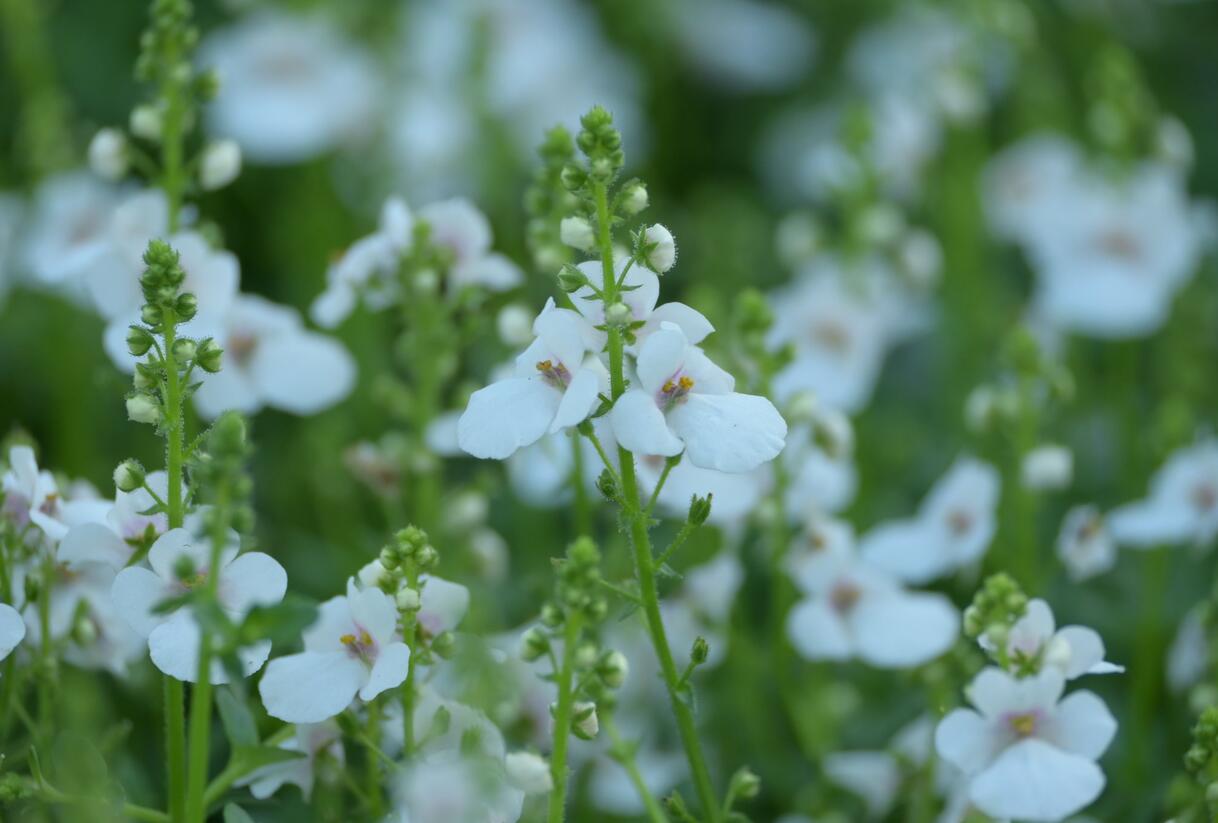 Ostruhatka 'My Darling Appleblossom' - Diascia elegans 'My Darling Appleblossom'