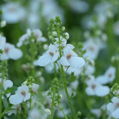 Ostruhatka 'My Darling Appleblossom' - Diascia elegans 'My Darling Appleblossom'