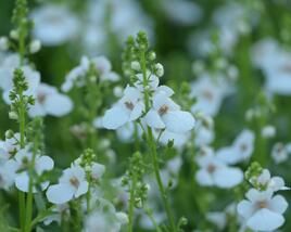 Ostruhatka 'My Darling Appleblossom'