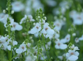 Ostruhatka 'My Darling Appleblossom' - Diascia elegans 'My Darling Appleblossom'