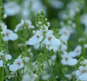 Ostruhatka 'My Darling Appleblossom' - Diascia elegans 'My Darling Appleblossom'