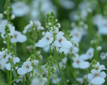 Ostruhatka 'My Darling Appleblossom'