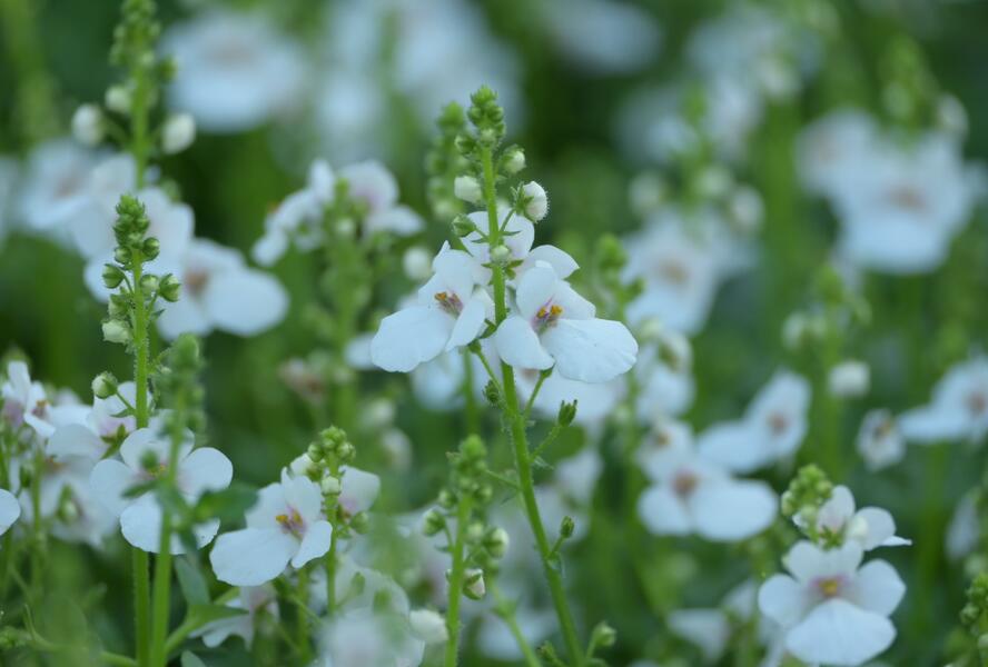 Ostruhatka 'My Darling Appleblossom' - Diascia elegans 'My Darling Appleblossom'