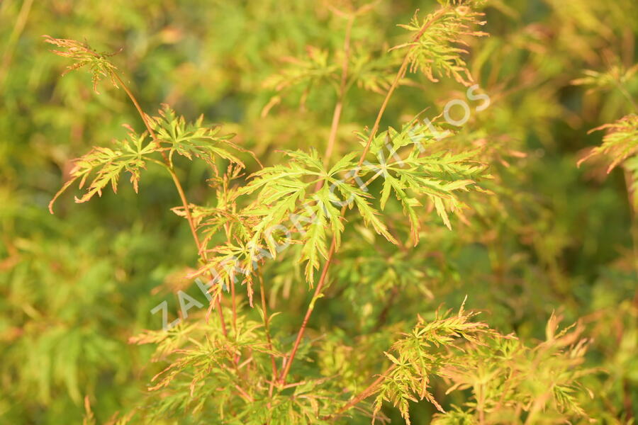 Javor dlanitolistý 'Seiryu' - Acer palmatum 'Seiryu'