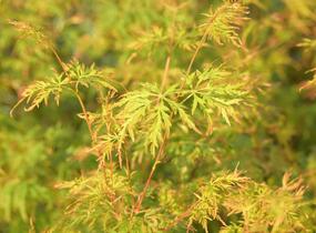 Javor dlanitolistý 'Seiryu' - Acer palmatum 'Seiryu'
