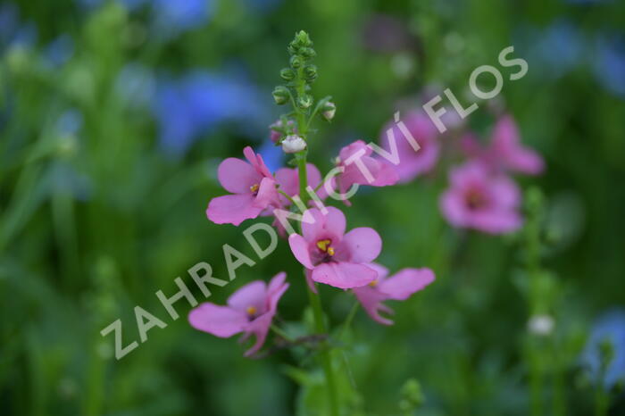 Ostruhatka 'My Darling Berry' - Diascia elegans 'My Darling Berry'