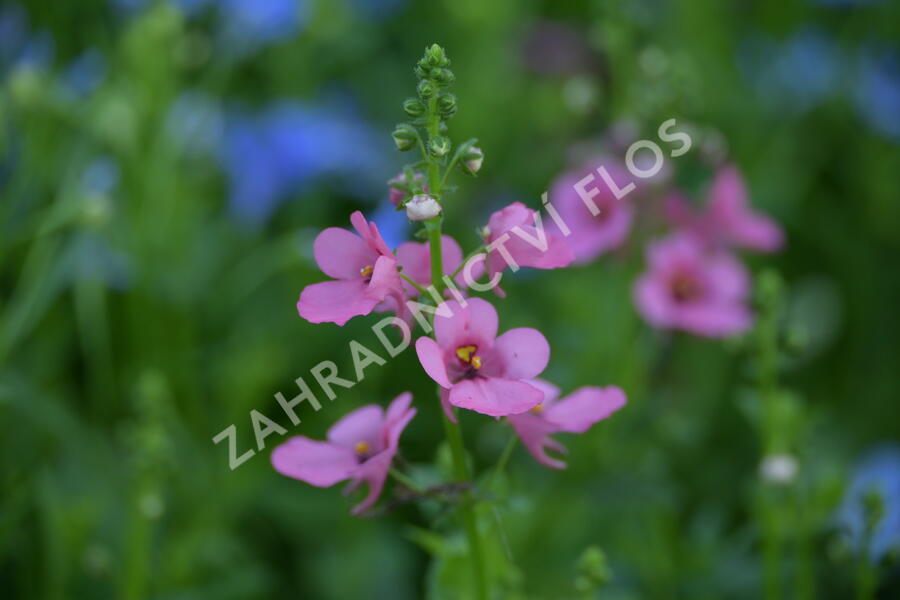Ostruhatka 'My Darling Berry' - Diascia elegans 'My Darling Berry'