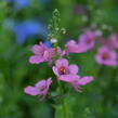 Ostruhatka 'My Darling Berry' - Diascia elegans 'My Darling Berry'
