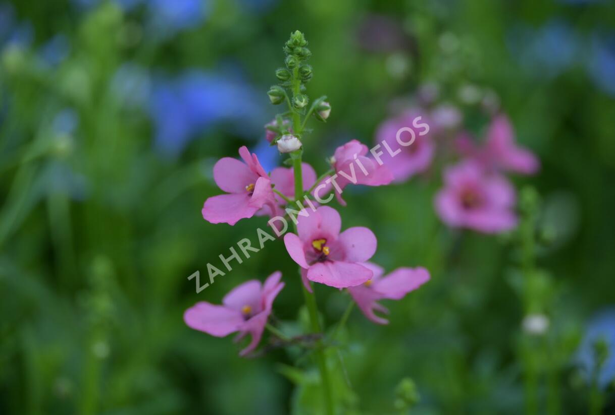 Ostruhatka 'My Darling Berry' - Diascia elegans 'My Darling Berry'