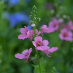 Ostruhatka 'My Darling Berry' - Diascia elegans 'My Darling Berry'