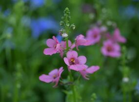 Ostruhatka 'My Darling Berry' - Diascia elegans 'My Darling Berry'