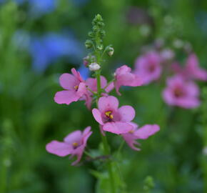 Ostruhatka 'My Darling Berry' - Diascia elegans 'My Darling Berry'