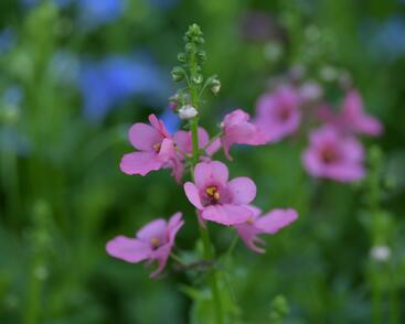 Ostruhatka 'My Darling Berry'