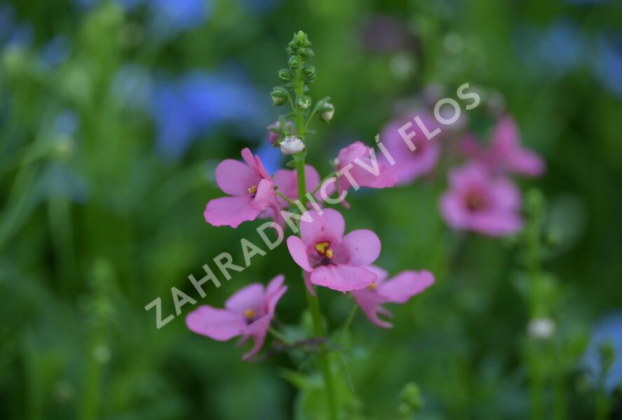 Ostruhatka 'My Darling Berry' - Diascia elegans 'My Darling Berry'