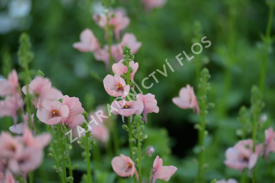Ostruhatka 'My Darling Peach' - Diascia elegans 'My Darling Peach'