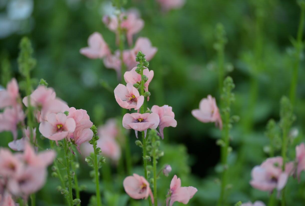 Ostruhatka 'My Darling Peach' - Diascia elegans 'My Darling Peach'