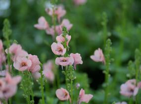 Ostruhatka 'My Darling Peach' - Diascia elegans 'My Darling Peach'