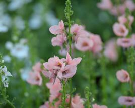 Ostruhatka 'My Darling Peach'