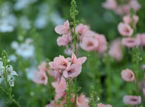 Ostruhatka 'My Darling Peach' - Diascia elegans 'My Darling Peach'