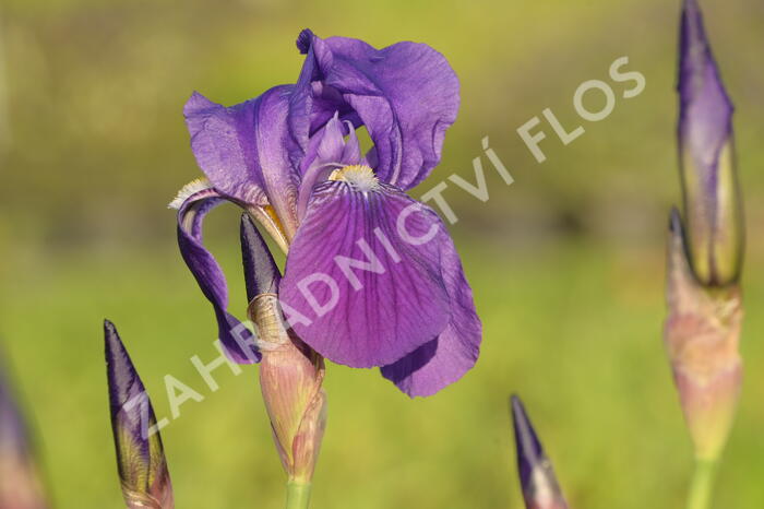 Kosatec německý 'Lovely Again' - Iris barbata-elatior 'Lovely Again'
