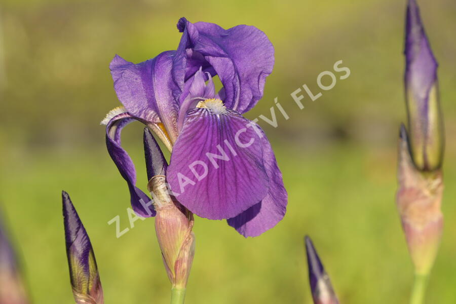 Kosatec německý 'Lovely Again' - Iris barbata-elatior 'Lovely Again'