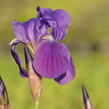 Kosatec německý 'Lovely Again' - Iris barbata-elatior 'Lovely Again'